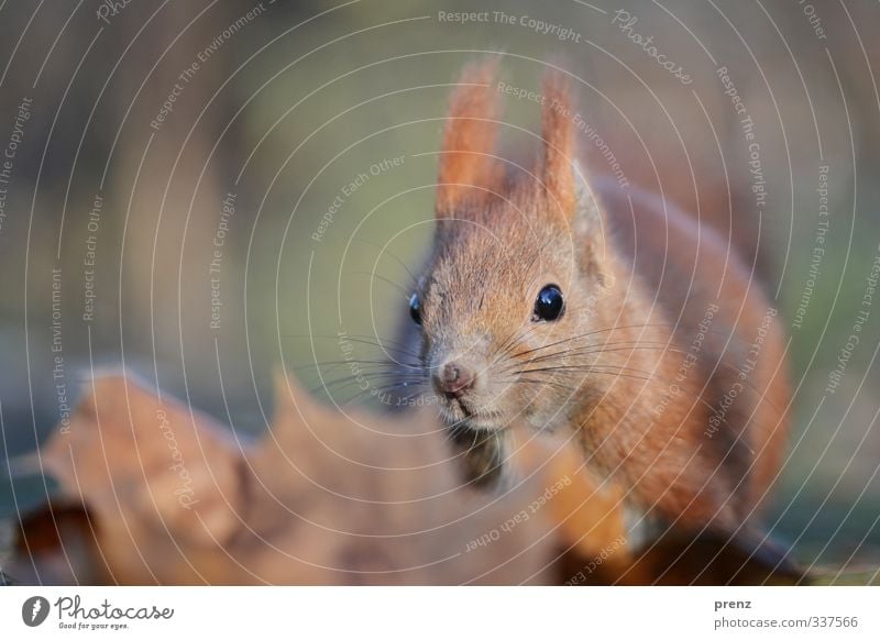 Eichhörnchen Umwelt Natur Tier Herbst Wildtier 1 blau braun sitzen Nahaufnahme Farbfoto Außenaufnahme Menschenleer Textfreiraum links Tag Schwache Tiefenschärfe