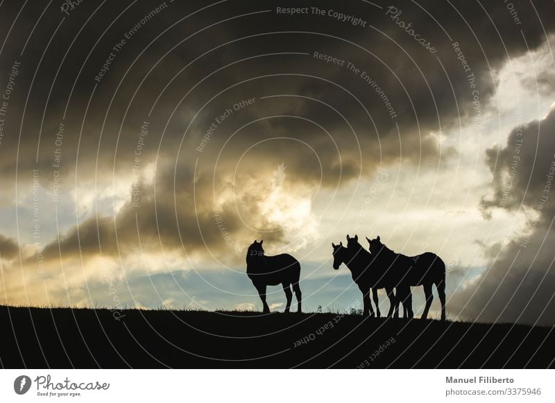 Pferde im Sonnenuntergang Natur Tier Gewitterwolken Unwetter Feld Nutztier 4 beobachten ästhetisch elegant fantastisch blau braun gelb schwarz weiß