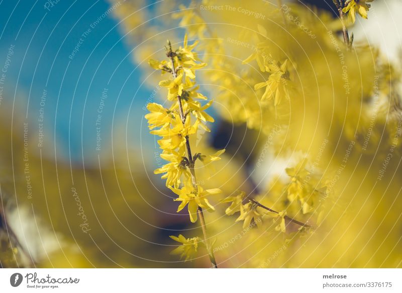 Forsythien mit Himmel im Hintergrund Lifestyle Natur Pflanze Blüte Garten Hoffnung Perspektive Vergänglichkeit Farbfoto Außenaufnahme Nahaufnahme Detailaufnahme