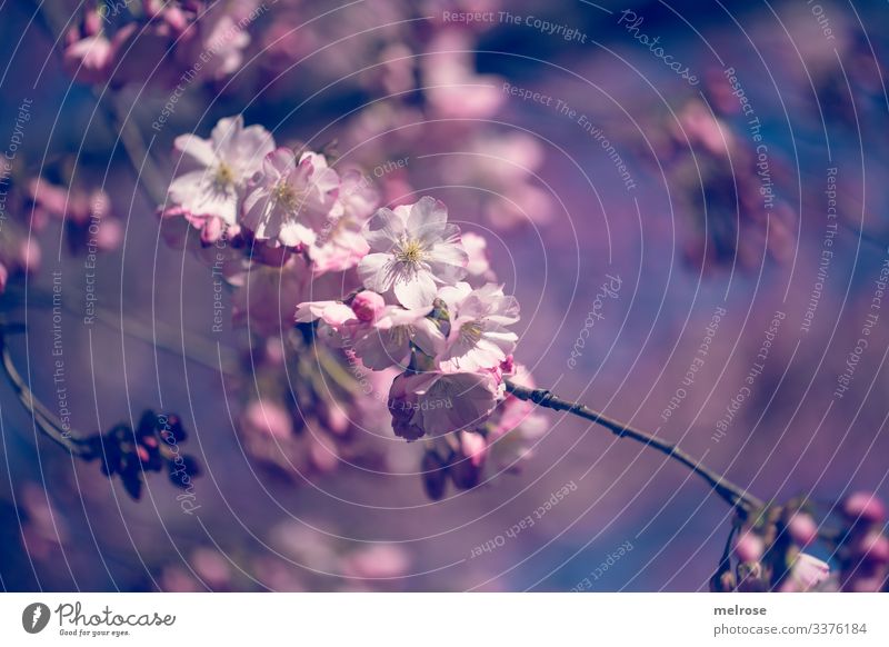 Apfelblüten rosa, weiß, blau Lifestyle Natur Pflanze Blüte Garten Hoffnung Perspektive Vergänglichkeit Farbfoto Außenaufnahme Nahaufnahme Detailaufnahme