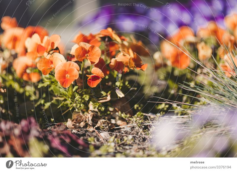 Stiefmütterchen orange-lila Lifestyle Natur Pflanze Blüte Garten Hoffnung Perspektive Vergänglichkeit Farbfoto Außenaufnahme Nahaufnahme Detailaufnahme