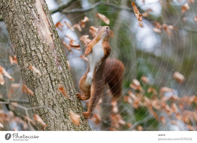 abgehoben | European brown squirrel i Natur Tier Wildtier Eichhörnchen 1 Freundlichkeit niedlich weich animal branch branches copy space cuddly cuddly soft cute