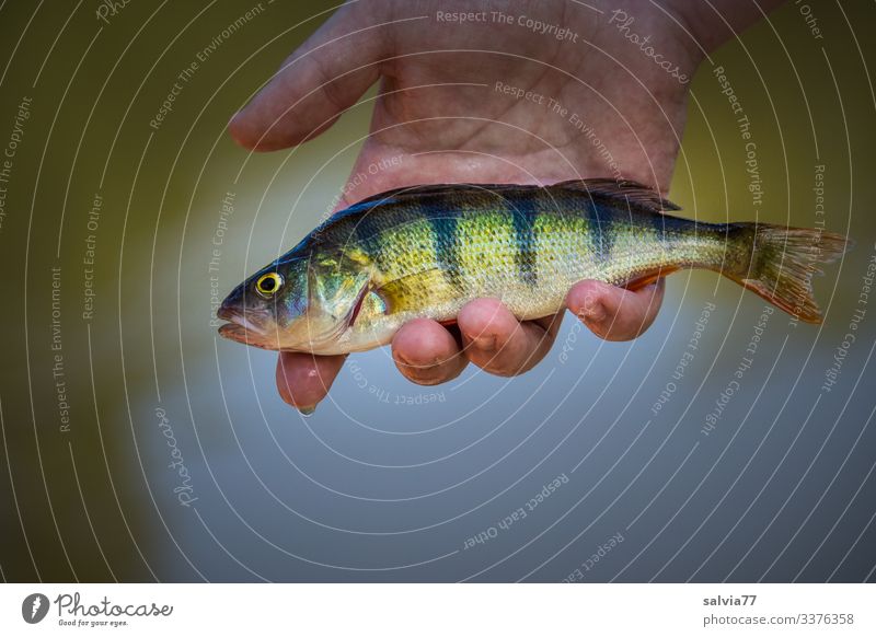 Köderfisch Fisch Barsch Angeln Hand Außenaufnahme Wasser Tier Freizeit & Hobby Tierporträt Natur fangen Wildtier Fischereiwirtschaft halten glitschig