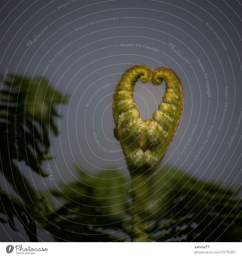Farnherz Natur Pflanze Blatt Wildpflanze Wachstum Herz herzförmig herzlich außergewöhnlich Farbfoto Außenaufnahme Nahaufnahme Menschenleer Textfreiraum oben