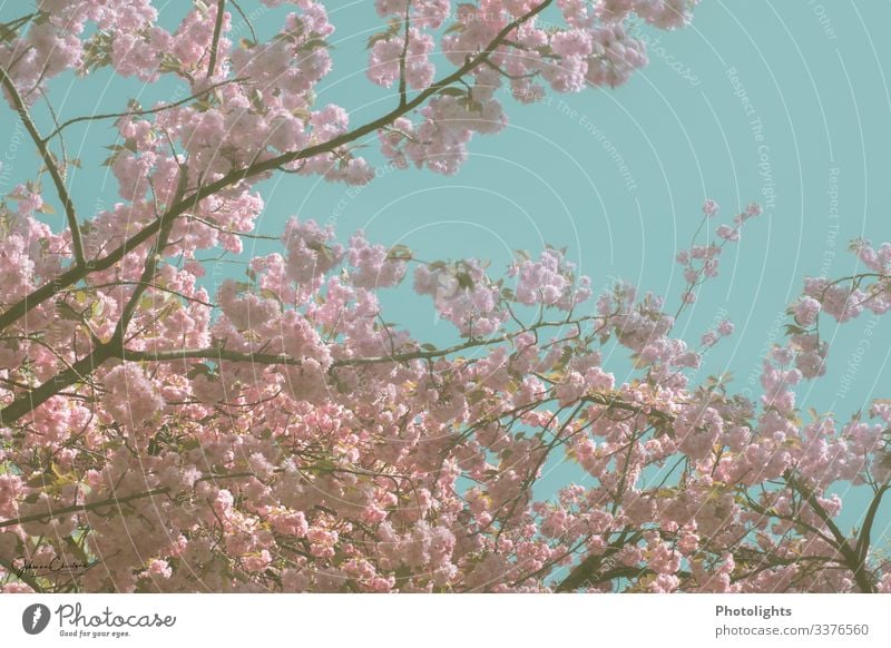 Blütenmeer - Japanischer Kirschbaum harmonisch Sightseeing Umwelt Natur Landschaft Pflanze Himmel Wolkenloser Himmel Baum Blatt Wildpflanze Garten Park Blühend