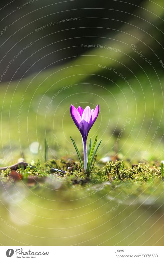 ein frühlingsgruß Frühling Frühlingskrokus allein blühen Park Natur Außenaufnahme Blüte Blume Frühlingsblume violett Tiefenschärfe