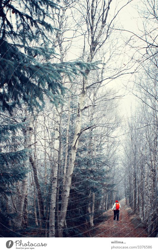 Frost im kalten Birkenwalde und ein kleines Wandererlein Frau Wald aus Schneise kahl Nadelbäume Bewältigung rot Rucksack November vollschlank wandern