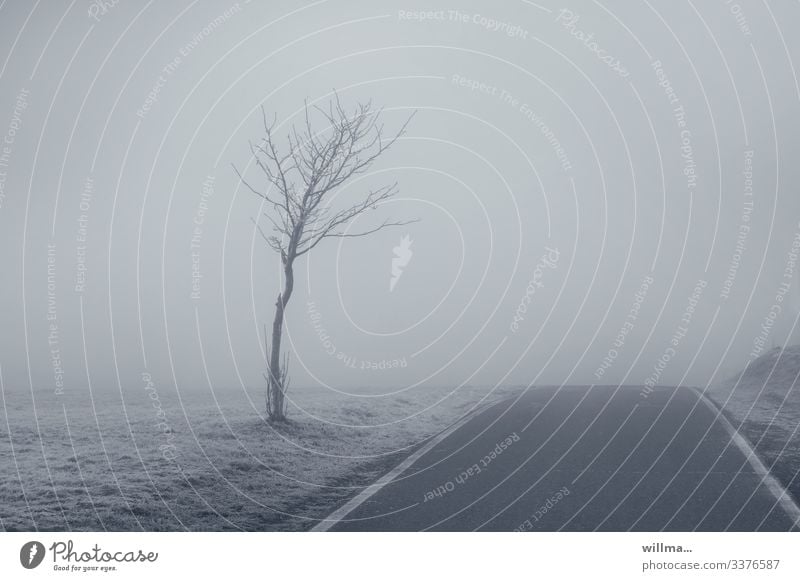 Leere Straße in winterlichem Nebel, Glatteisgefahr Baum kahl Raureif verlassen leer kalt Frost November Textfreiraum menschenleer Stille neblig nebelig