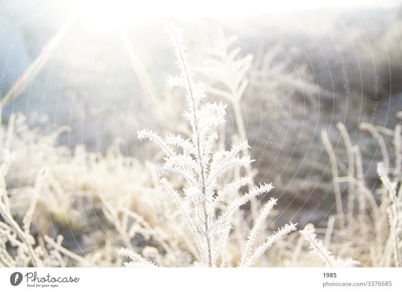 Gefrorener Strauch Sonnenstrahlen gefroren Eiskristalle winterlandschaft Winter kalt Außenaufnahme Frost Farbfoto Menschenleer Jahreszeiten Natur Raureif