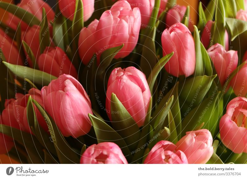 Tulpen rosa Pflanze Frühling Blume Blüte Freundlichkeit Fröhlichkeit frisch schön grün Lebensfreude Frühlingsgefühle Optimismus Farbe Freude Farbfoto mehrfarbig