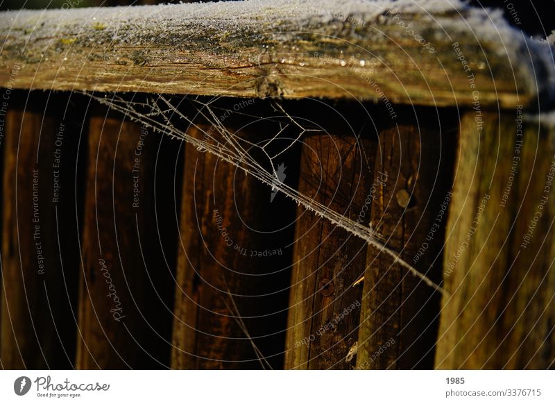 Spinnennetz gefroren Holz Farbfoto Detailaufnahme Außenaufnahme Menschenleer Nahaufnahme Natur Winter kalt Frost Eis Muster weiß abstrakt Gedeckte Farben