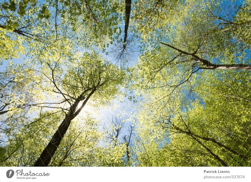 Wicked Forest Wellness harmonisch Wohlgefühl Zufriedenheit Sinnesorgane Erholung ruhig Meditation Abenteuer Sommer Umwelt Natur Landschaft Urelemente Luft