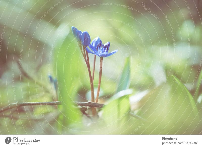 Frühlingsboten...kleiner Blaustern Natur Pflanze Blume Blüte Wildpflanze Wald blau grün Frühlingsblume Frühlingsgefühle Schwache Tiefenschärfe Außenaufnahme