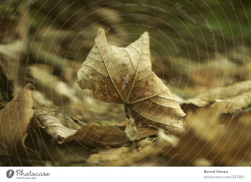 Letztes Aufbäumen Natur Herbst Blatt Wald alt dehydrieren trocken braun grau Vergänglichkeit Herbstlaub Senior Vergangenheit Farbfoto Außenaufnahme Tag