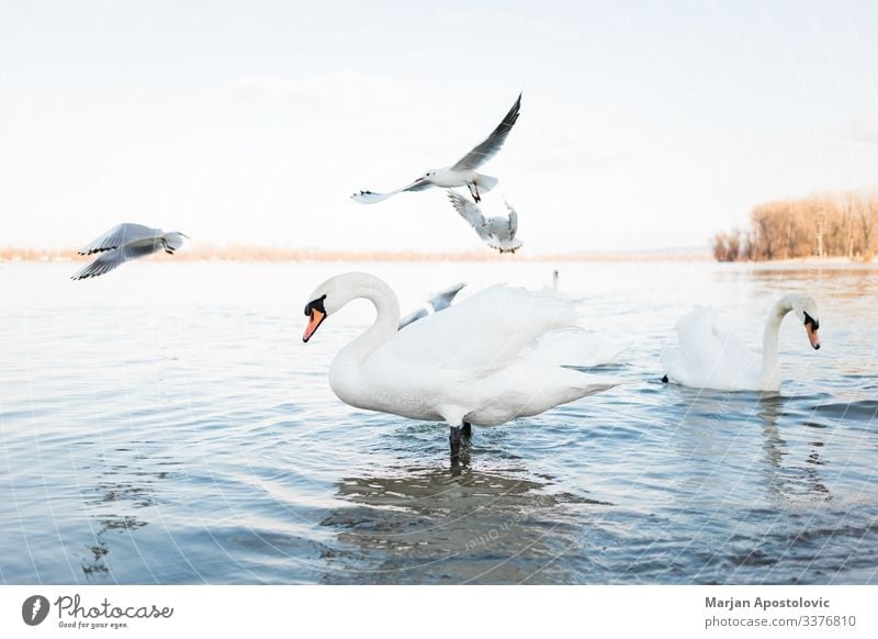 Weiße Schwäne am Flussufer bei Sonnenuntergang Umwelt Natur Tier Wasser Frühling Teich See Serbien Europa Wildtier Vogel Schwan Möwenvögel Tiergruppe Schwarm