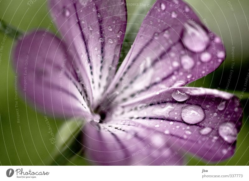 nasse Schönheit Natur Pflanze Wasser Frühling Sommer Regen Blume Blüte Garten Blühend ästhetisch violett Wassertropfen Kontrast frisch Schwache Tiefenschärfe