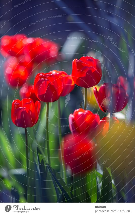 Tulpenblüte Lifestyle harmonisch Erholung ruhig Garten Ostern Frühling Blüte Freundlichkeit frisch natürlich blau grün rot Frühlingsgefühle Farbfoto