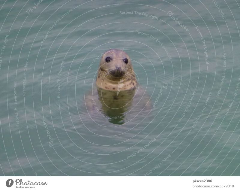 A seal looking out of the north sea Leben Strand Natur Sand Blick animal aquatic big black Born breeding carnivorous cuddly cute eco ecology fin-footed harbor