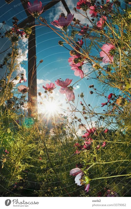 Cosmische Strahlung Umwelt Natur Landschaft Pflanze Himmel Wolken Sonne Sommer Schönes Wetter Blume Sträucher Blüte Wildpflanze Schmuckkörbchen Pergola Mast