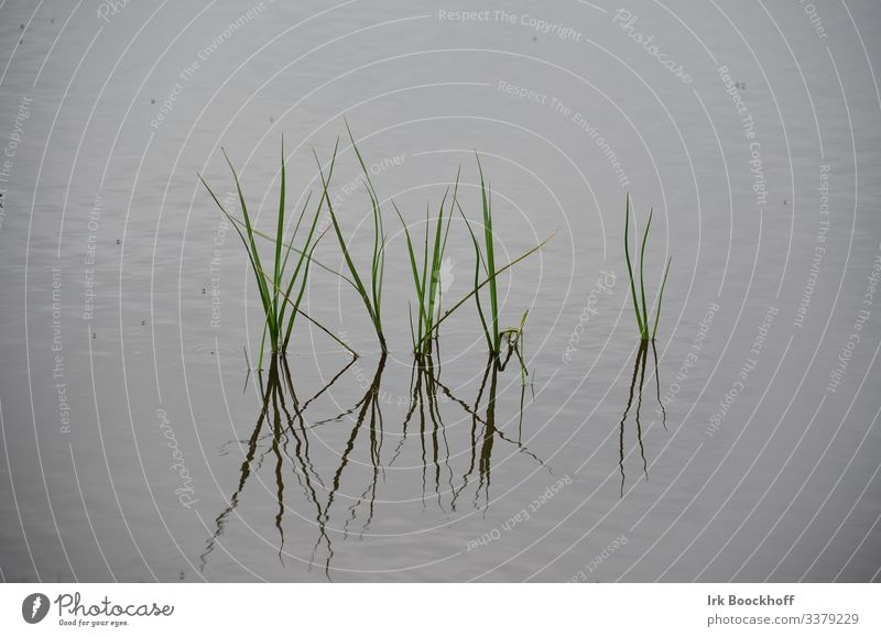 Gräser spiegeln sich auf Wasseroberfläche Pflanze Grünpflanze Teich See ästhetisch maritim natürlich grün ruhig Zufriedenheit Erholung Idylle Hintergrundbild