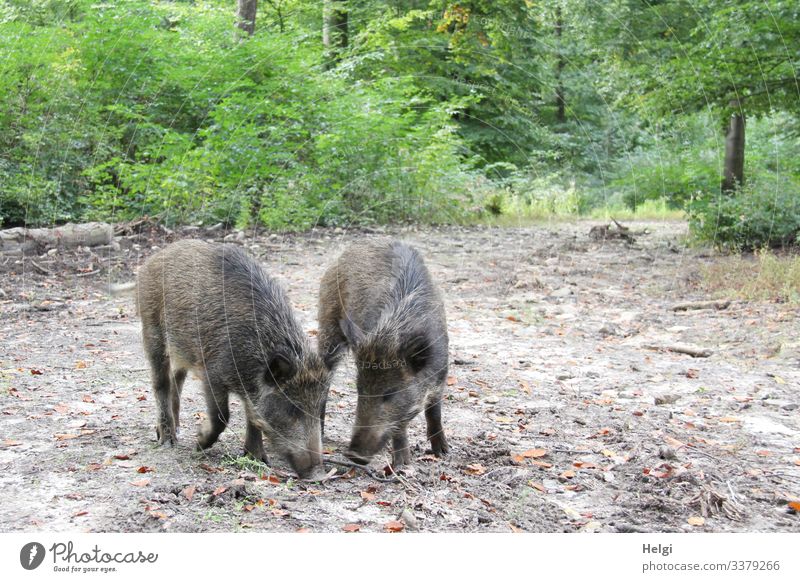 zwei junge Wildschweine suchen Futter auf dem Waldboden Umwelt Natur Landschaft Pflanze Tier Erde Sommer Baum Sträucher Wildtier 2 Fressen stehen authentisch