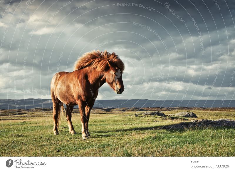 Windstärke Umwelt Natur Landschaft Tier Himmel Wolken Horizont Wiese Fell Nutztier Wildtier Pferd 1 stehen warten ästhetisch fantastisch Freundlichkeit