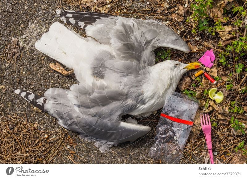 Verendete Möwe und Plastikmüll in Vogelperspektive Totes Tier 1 Ekel mehrfarbig Umweltverschmutzung Tierleiche Mikroplastik Müll Kadaver Kunststoffmüll Feder