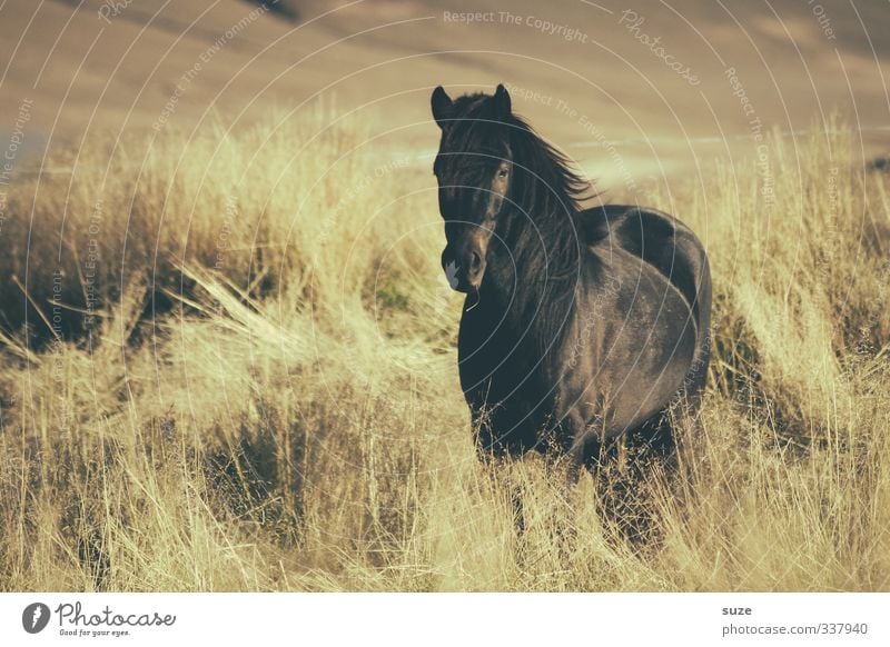 Schön Schwarz Natur Landschaft Tier Wind Wiese Nutztier Steppe Wildtier Pferd stehen warten ästhetisch natürlich schön wild Stimmung Mähne Island Ponys Weide