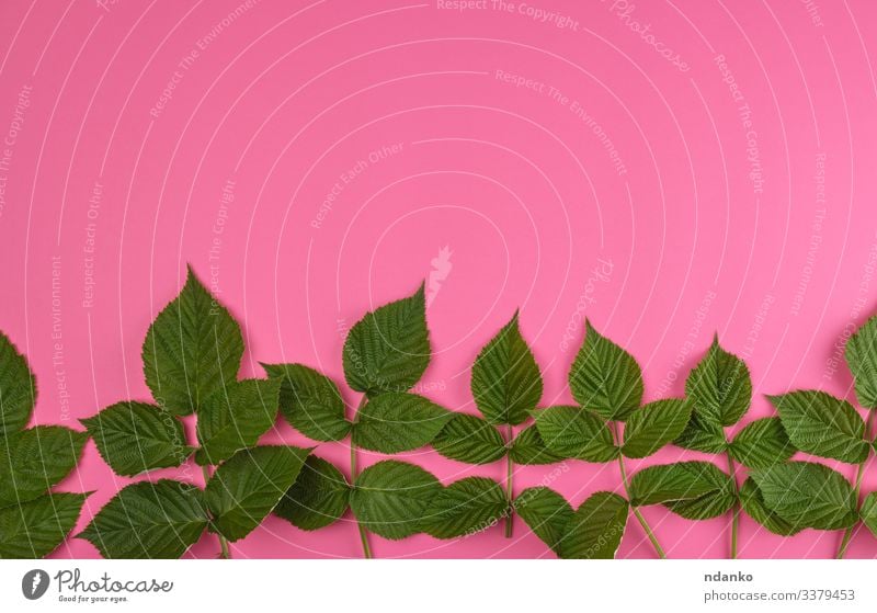 frische grüne Blätter der Himbeere Kräuter & Gewürze Sommer Dekoration & Verzierung Natur Pflanze Blatt natürlich rosa Farbe Hintergrund botanisch Botanik Ast