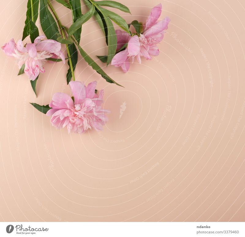 blühende rosa Pfingstrosenknospen Design schön Sommer Dekoration & Verzierung Feste & Feiern Hochzeit Geburtstag Natur Pflanze Blume Blatt Blüte Blumenstrauß