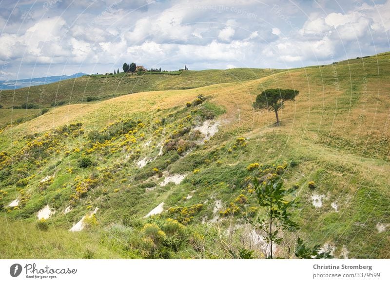 Toskanische Weite Toskana tuscany Italien Italy grün Europa Tourismus Reise Ferien & Urlaub & Reisen Farbfoto Außenaufnahme Menschenleer Landschaft Sommer