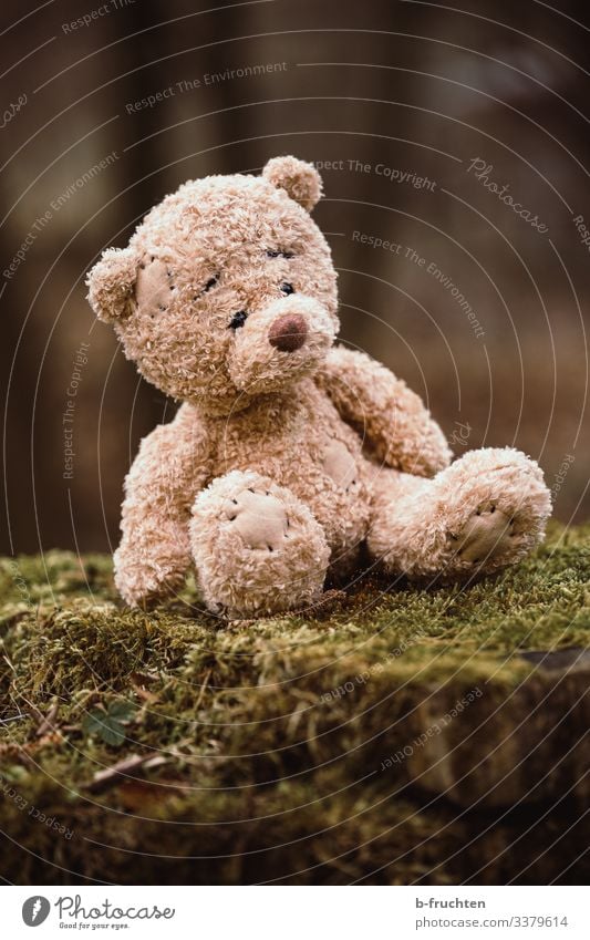 Teddybär im Wald Spielen Natur Herbst Baum Moos entdecken sitzen warten kuschlig klein Geborgenheit einzeln Einsamkeit Figur verloren Baumstamm Traurigkeit