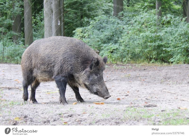 Wildschwein sucht Futter im Wald Umwelt Natur Landschaft Pflanze Tier Erde Sommer Baum Sträucher Waldboden Wildtier Fressen stehen außergewöhnlich natürlich