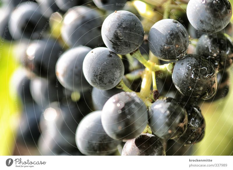 voll schwerer Trauben Natur Pflanze Herbst Nutzpflanze Weintrauben frisch blau grün Wassertropfen Weinbau Weinberg Ernährung Weinlese Weingut reif spritzen