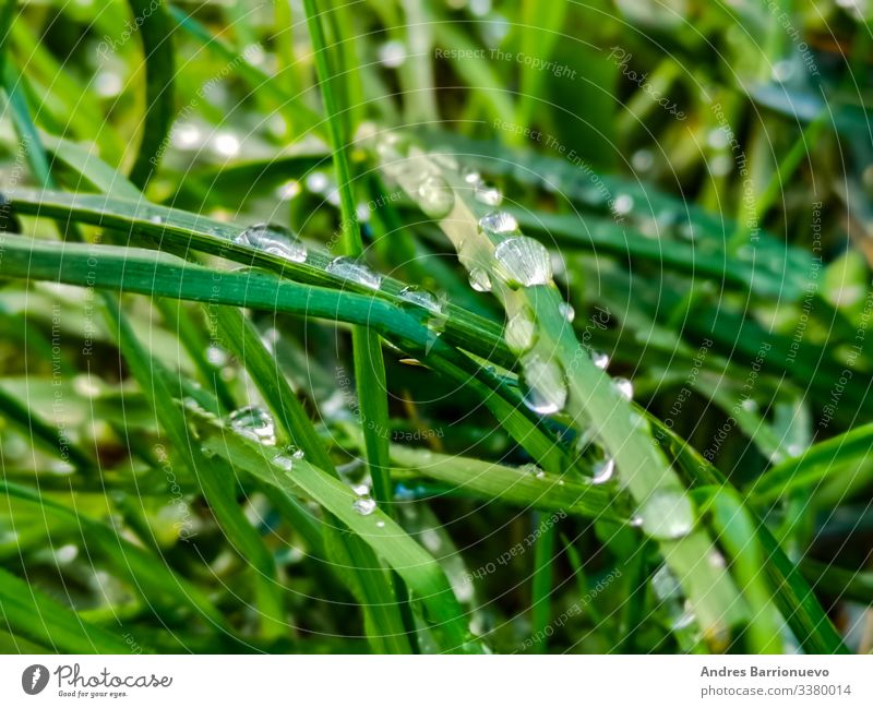 Garten Umwelt Natur Pflanze Regen Gras Wiese Kugel Tropfen glänzend Wachstum frisch hell nass grün Reinheit Farbe Wasser Rasen Kondenswasser üppig (Wuchs) Tau