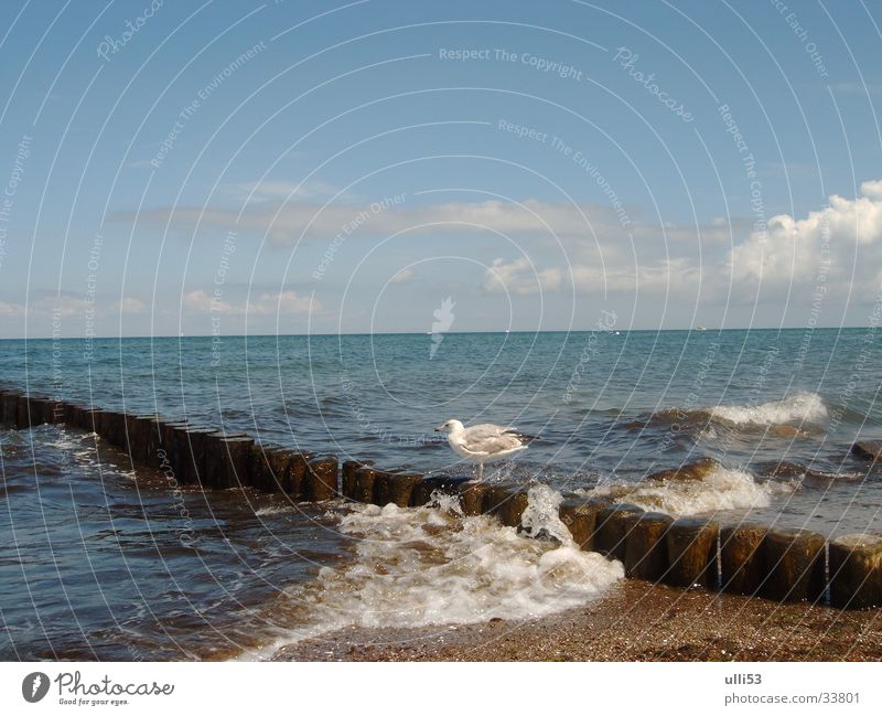 Möve auf der Buhne Ostsee Strand Wind Wellen Wasser Meer Windgeschwindigkeit Schaum schäumendes Meer