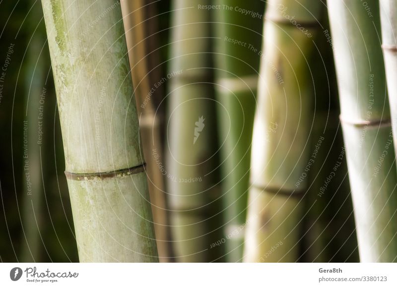 Garten Tapete Gartenarbeit Natur Pflanze Wald Urwald frisch hell natürlich saftig grün Hintergrund Bambus Bambus-Garten Botanik Hain Ernte tropisch Kofferraum