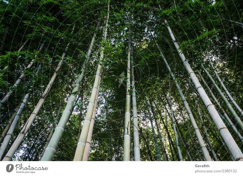 Ferien & Urlaub & Reisen Tourismus Garten Gesäß Natur Landschaft Himmel Baum Park Wald Urwald frisch natürlich blau grün Farbe Asien Hintergrund Bambus Höhe
