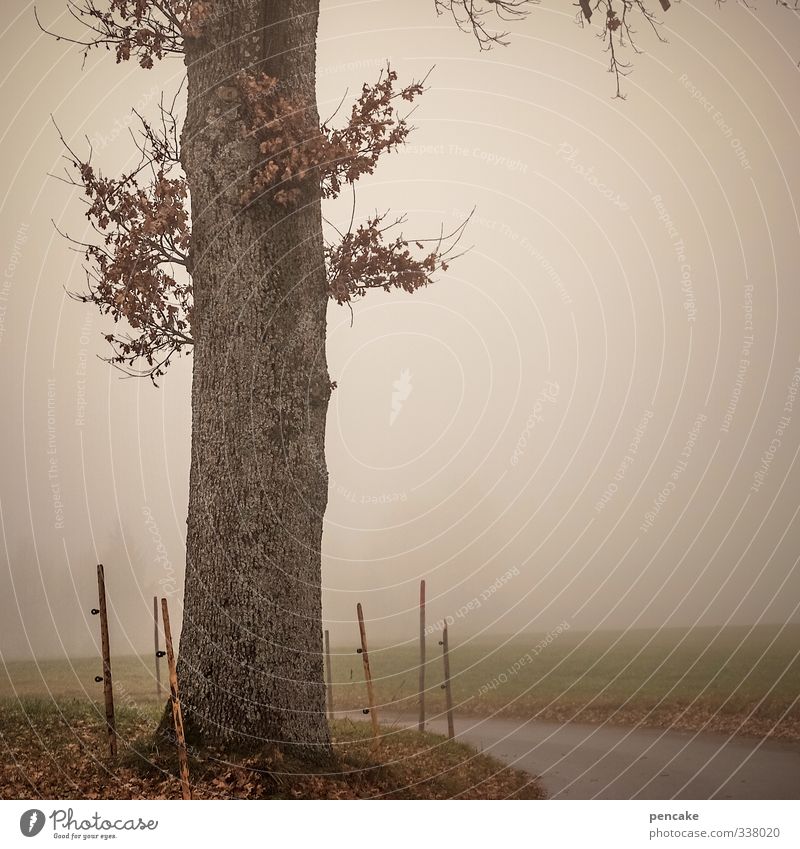 retreat Landschaft Urelemente Herbst Nebel Baum nass Einsamkeit Verfall Vergänglichkeit Nibelungen Rückzug Herz-/Kreislauf-System Laubbaum Blatt trocken