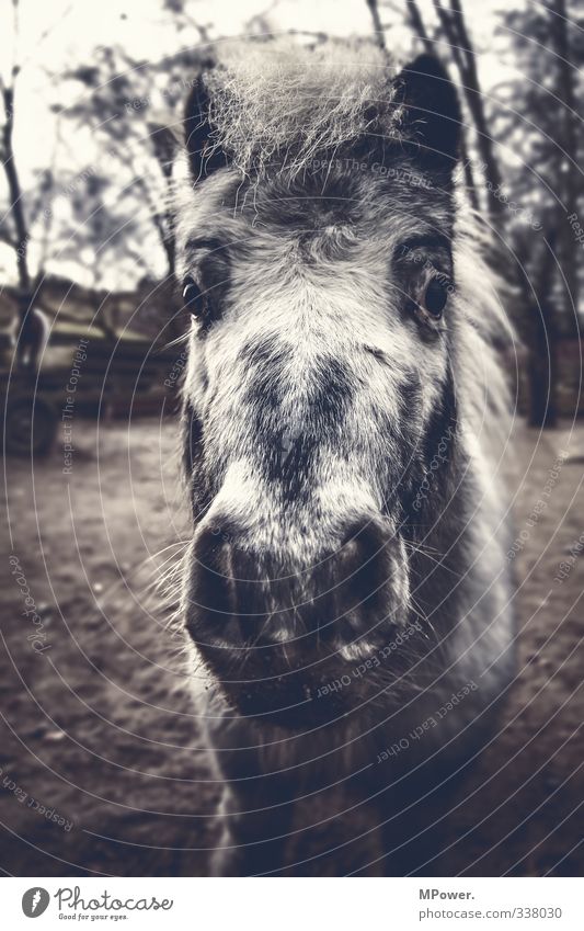jonny Tier Nutztier 1 alt trist Stadt grau Pferd Pferdekopf Mähne Nüstern Weide Fell Ponys Gedeckte Farben Außenaufnahme Nahaufnahme Menschenleer
