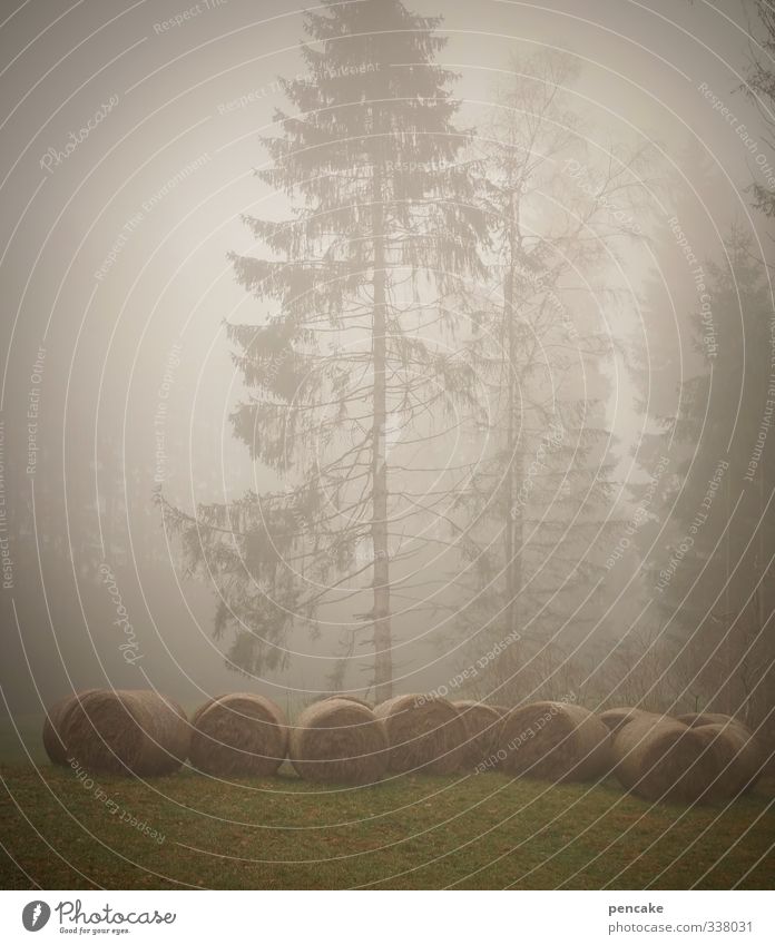 nebelungen Natur Landschaft Urelemente Herbst Klima Nebel Baum Gras Feld Wald Moor Sumpf Zeichen Verschwiegenheit Romantik schön authentisch Ordnungsliebe