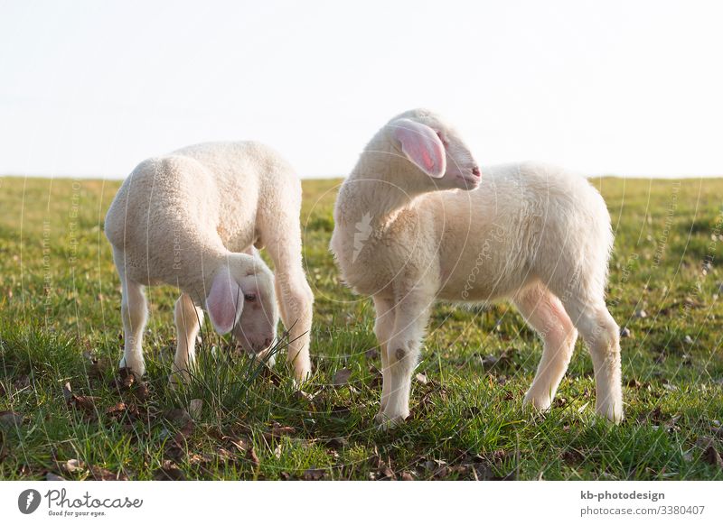 Two young lambs on a meadow Natur Tier Nutztier Lamm Schaf Fressen Sheep lamps animals Wool Easter Easter Lamb Meadow Rasieren natural mammal Animal sun
