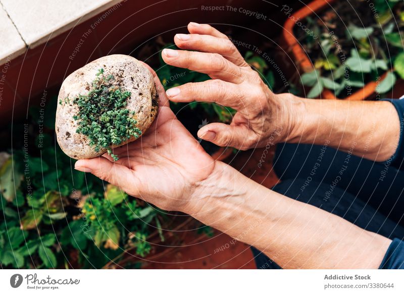 Nicht erkennbare Gärtnerin zeigt Zierpflanze zeigen Pflanze Frau dekorativ Stein Felsen Hobby Senior älter manifestieren klein Garten organisch kreativ