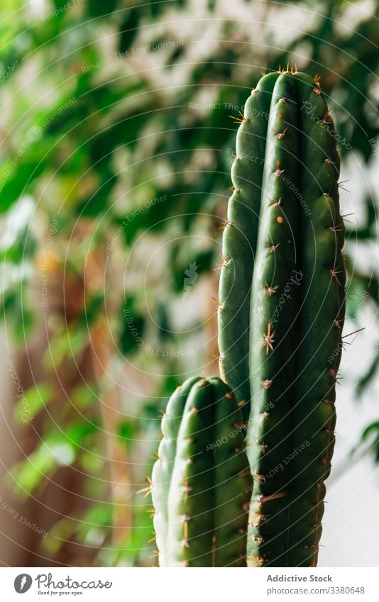 Dekorativer Topfkaktus auf dem heimischen Tisch Kaktus eingetopft dekorativ Sukkulente grün heimwärts Pflanze organisch Wachstum Botanik frisch Flora Bauernhof