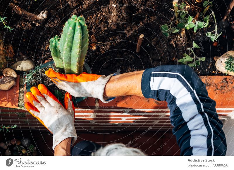 Gesichtslose Gärtnerin kümmert sich um Pflanzen im Garten Pflege Frau Handschuh Harke Kaktus Botanik Topf wachsen Hobby Blumentopf geblümt Wasser grün Umwelt