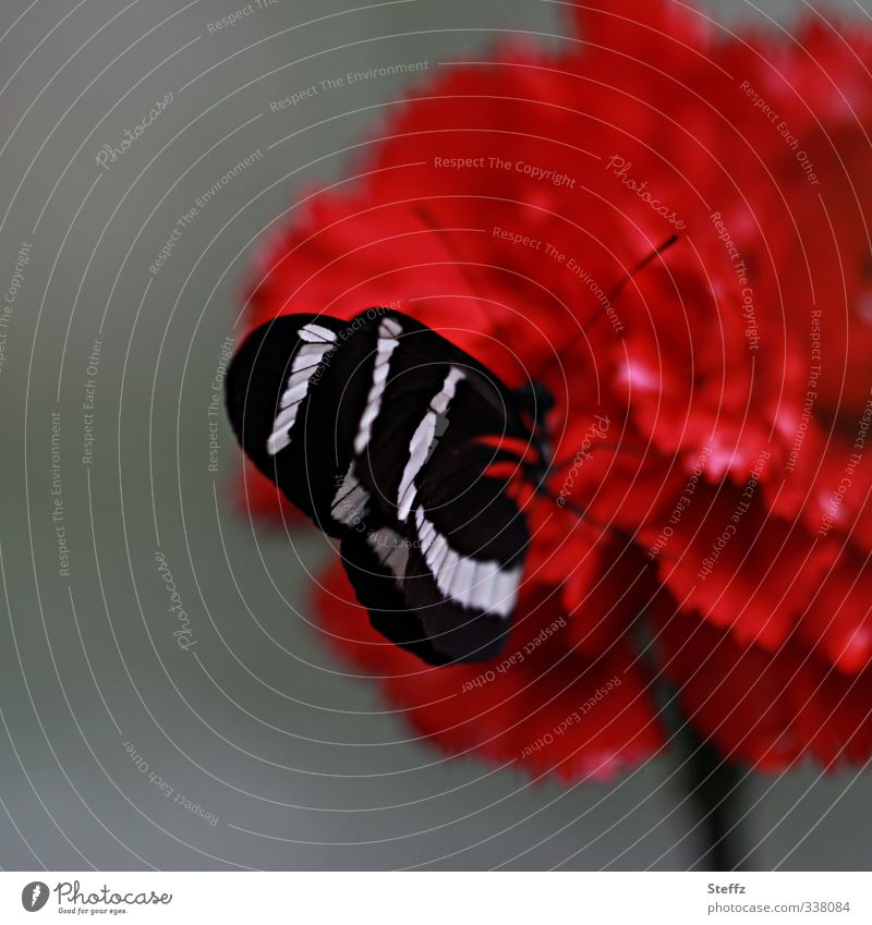anziehender Nelkenduft auffallend grell lebhaft kräftige Farben Naturmuster Eyecatcher anschaulich prächtig rot und schwarz knallig rote Nelke markant