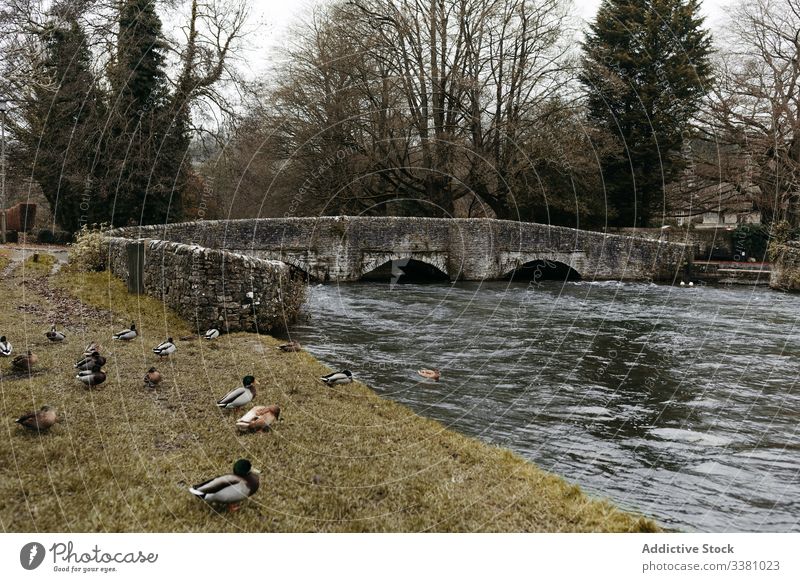 Alte Steinbrücke und Fluss mit Enten am Ufer Brücke Park Wasser Natur reisen Architektur antik alt vereinigtes königreich Küste Teich Vogel Urlaub ruhig