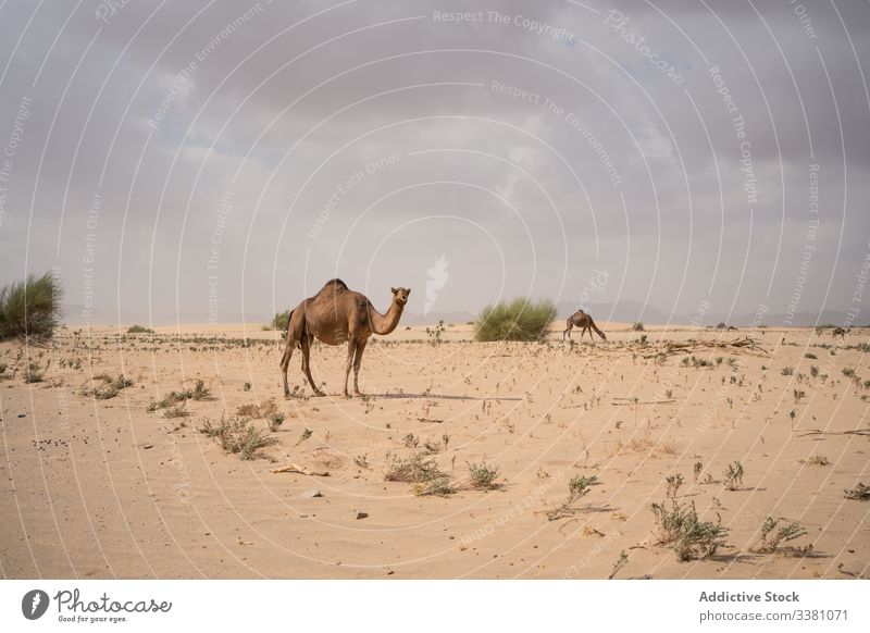 In der Wüste weidende Kamelherde Camel Weide wüst Herde essen Futter Pflanzenfresser Klima züchten Gelände Berge u. Gebirge Tier Natur Säugetier Tierwelt