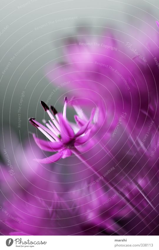 Zierlauch Natur Pflanze Blume Blüte Wildpflanze violett Schwache Tiefenschärfe Garten zierlauch Blütenstempel Farbfoto Außenaufnahme Nahaufnahme Detailaufnahme