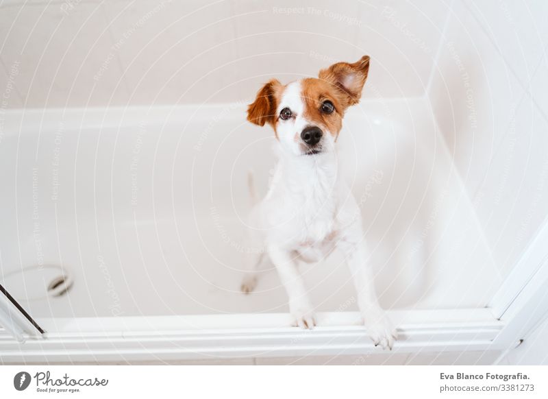süßer reizender kleiner Hund, nass in der Badewanne, sauberer Hund. Haustiere im Haus jack russell Dusche Sauberkeit niedlich heimwärts im Innenbereich braun